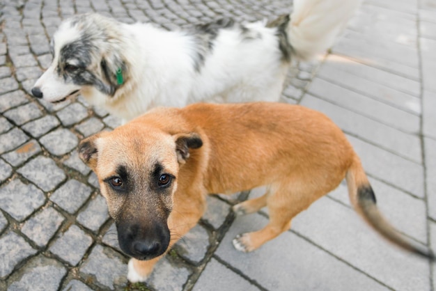 Zwei Hunde auf dem Bürgersteig