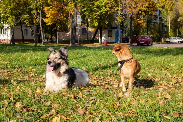 Zwei Hunde auf dem Gras im gelben Herbstlaub