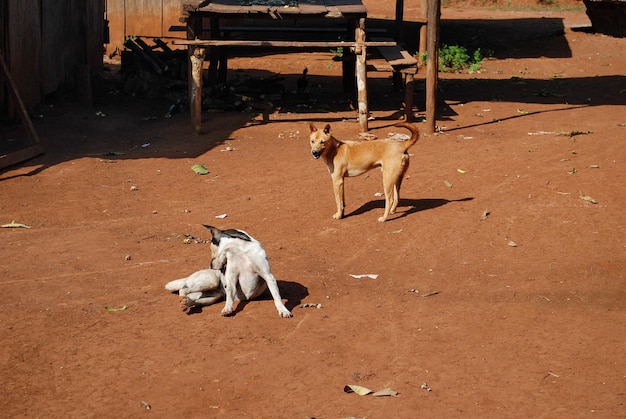 Zwei Hunde auf einer Dorfstraße. Banlung. Kambodscha