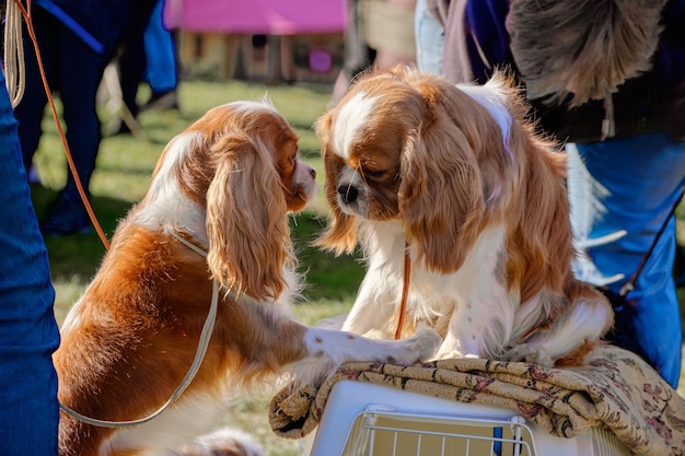 Zwei Hunde Cavalier King Charles Spaniel lernen sich glücklich kennen