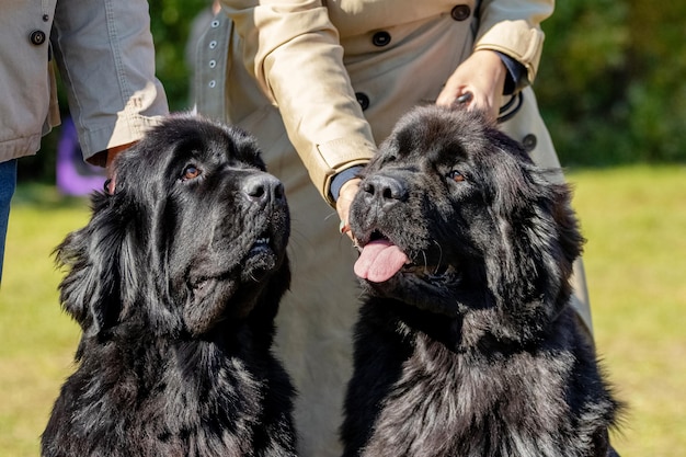 Zwei Hunde der Rasse Neufundländer im Park in der Nähe ihrer Besitzer