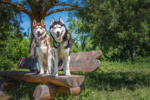 Zwei Hunde des sibirischen Huskys auf der Parkbank