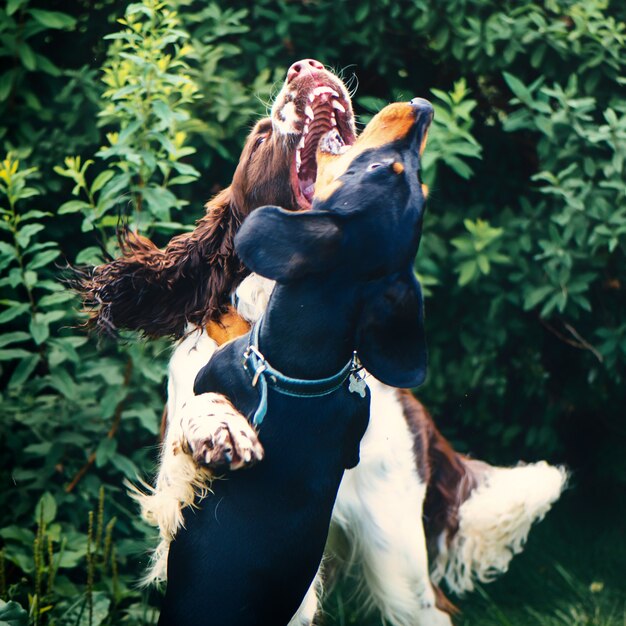 Zwei Hunde, die im Gras rau spielen