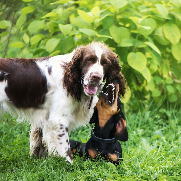 Zwei Hunde, die im Gras rau spielen