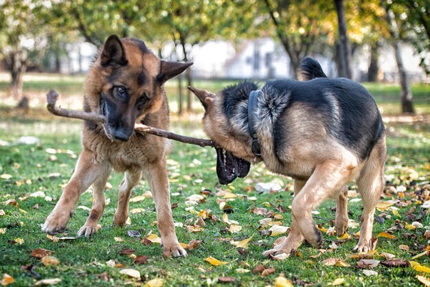 Zwei Hunde, die mit einem Stock spielen