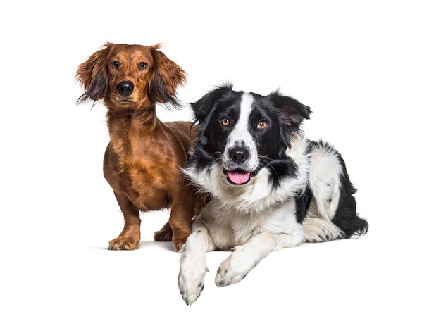 Zwei Hunde, die zusammen auf Weiß isoliert sind