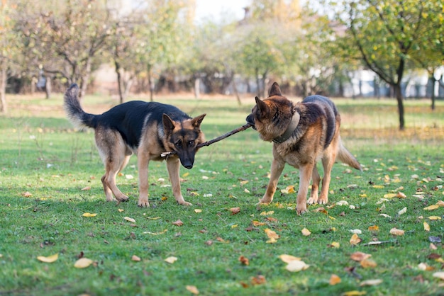 Zwei Hunde, ein Stock