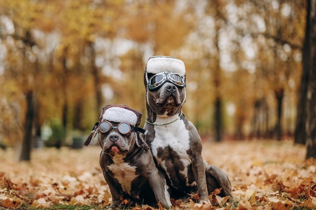 Zwei Hunde für einen Spaziergang in der Gestalt von Piloten American Bully Dogs in Perücken und Brillen im Herbstpark