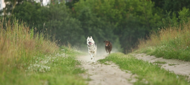 Zwei Hunde Husky und brauner Labrador laufen auf grüner Wiese