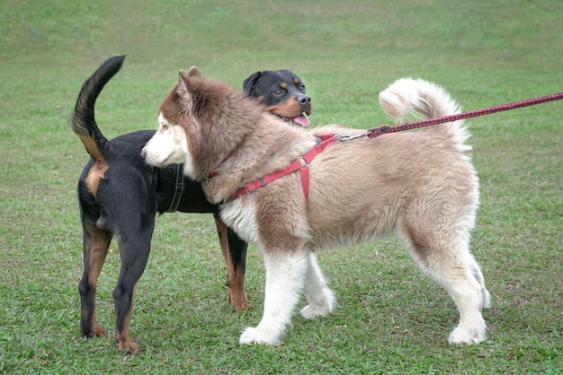 Zwei Hunde im Feld lernen sich kennen