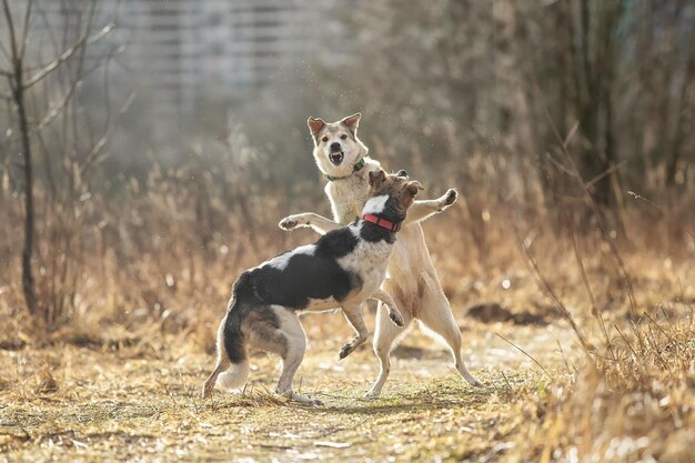 Zwei Hunde im Freien Freundschaftsbeziehung zusammen Mischlingshirte und Laika