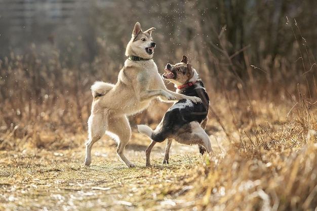 Zwei Hunde im Freien Freundschaftsbeziehung zusammen Mischlingshirte und Laika