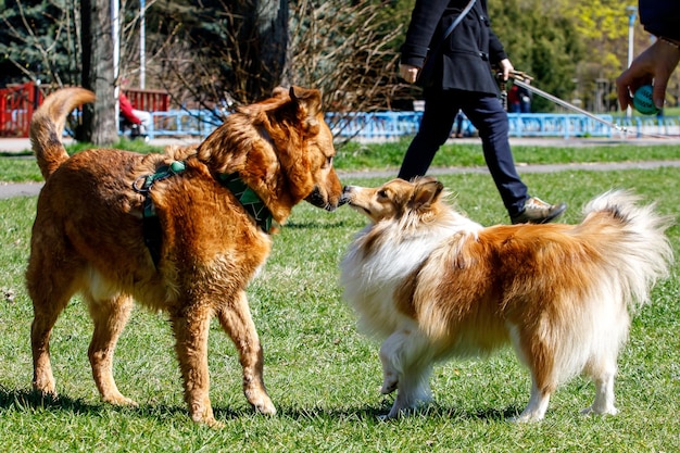Zwei Hunde im Freien schnüffeln und kommunizieren miteinander