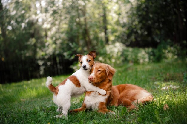 Zwei Hunde im Gras