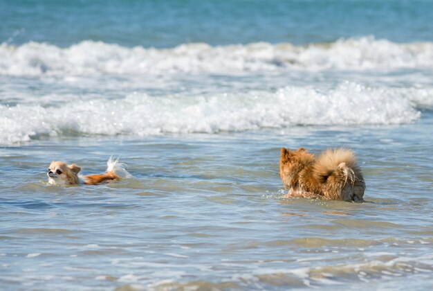 zwei Hunde im Meer