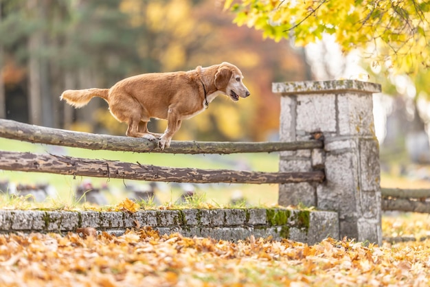 Zwei Hunde im Park springen über einen alten Holzzaun