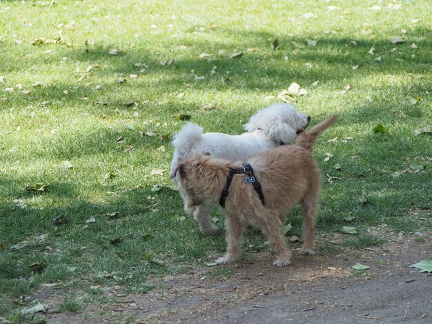 Zwei Hunde im Park