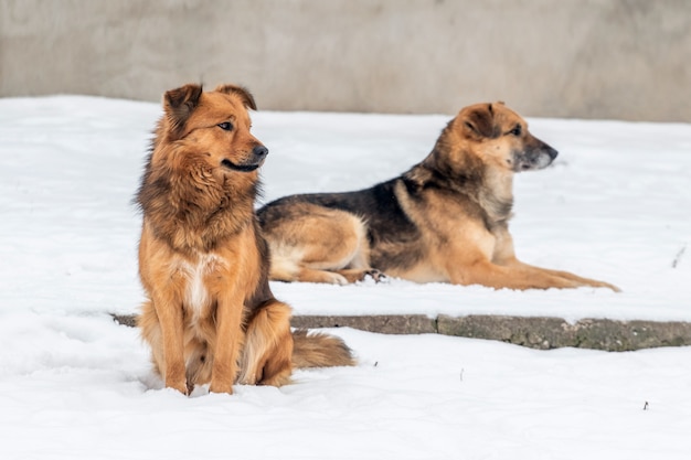 Zwei Hunde im Winter im Schnee, ein Hund sitzt, der andere Hund liegt im Schnee. Tiere im Winter