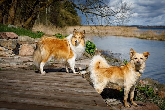 Zwei Hunde in der Nähe des Sees.