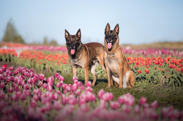 Zwei Hunde in einem Tulpenfeld