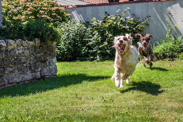 Zwei Hunde laufen im Hinterhofgarten.