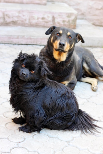 Foto zwei hunde schauen in die kamera