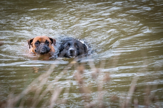 Zwei Hunde schwimmen im Wasser