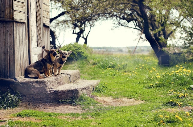 Zwei Hunde sitzen auf den Stufen neben einem Haus im Dorf.