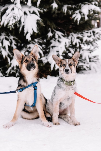 Zwei Hunde sitzen auf der Schneestraße