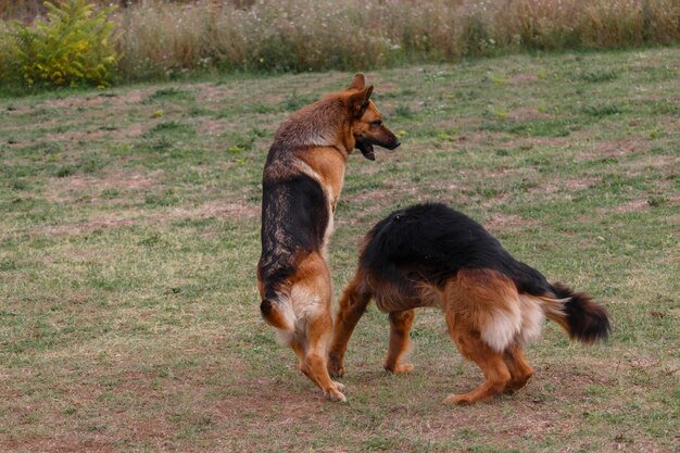 Zwei Hunde spielen auf der Wiese.