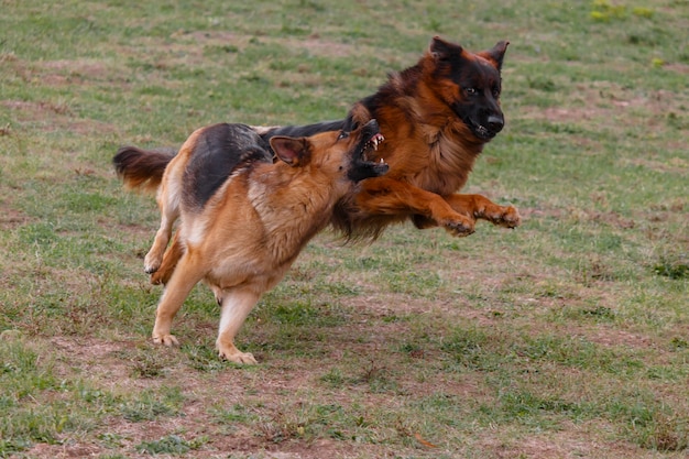 Zwei Hunde spielen auf der Wiese.