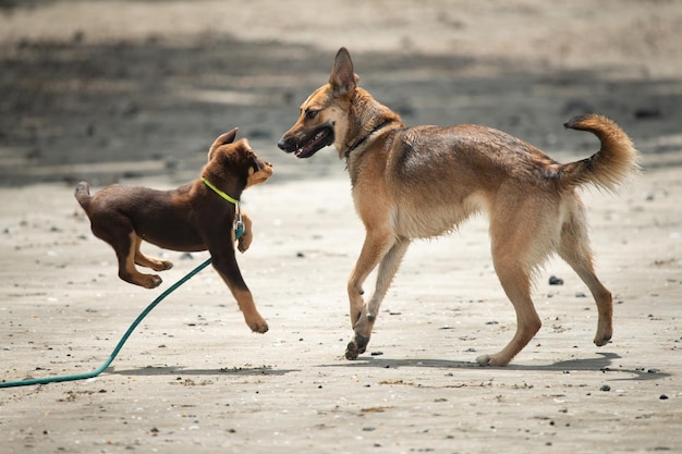 Zwei Hunde spielen im Sand
