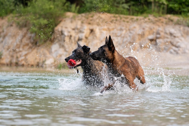 Zwei Hunde spielen im Wasser