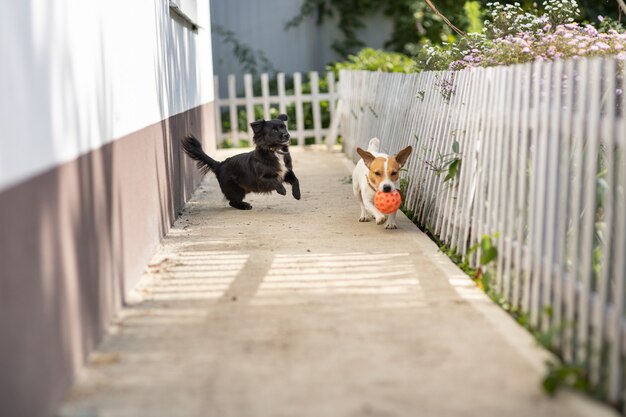 Zwei Hunde spielen mit einem Ball in der Nähe des Hauses