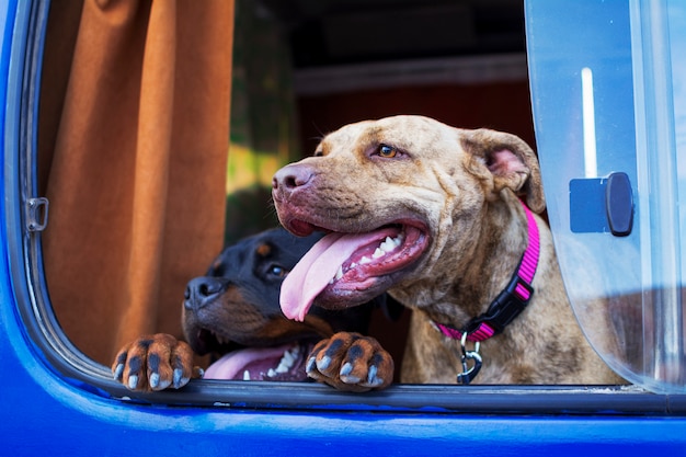 Zwei Hunde strecken ihre Köpfe aus dem Fenster eines Autos.