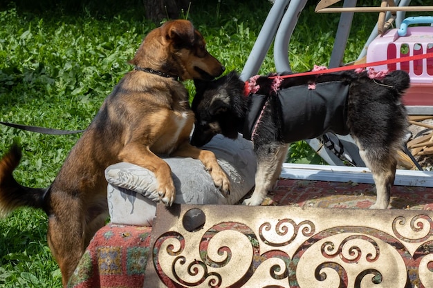 Zwei Hunde treffen sich in der Nähe im Garten