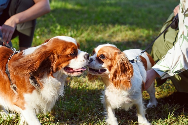 Zwei Hunde umarmen sich zusammen für einen Spaziergang Haustiere in der Natur Süßer Cavalier King Charles Spaniel