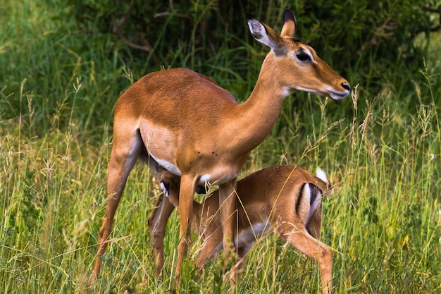 Zwei Impalas: Mutter und Baby. Tarangire, Tansania