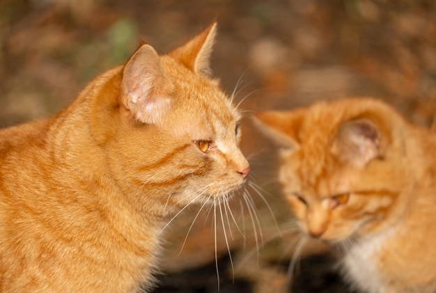 Zwei ingwerrote Katzen Flauschige Ingwerkatzen aus nächster Nähe Rote Tabbykatze