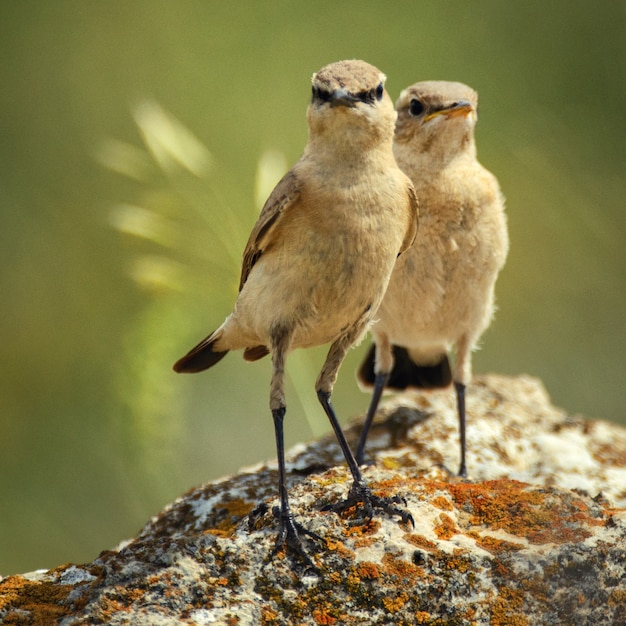 Foto zwei isabelline wheatear auf einem felsen (oenanthe isabellina).