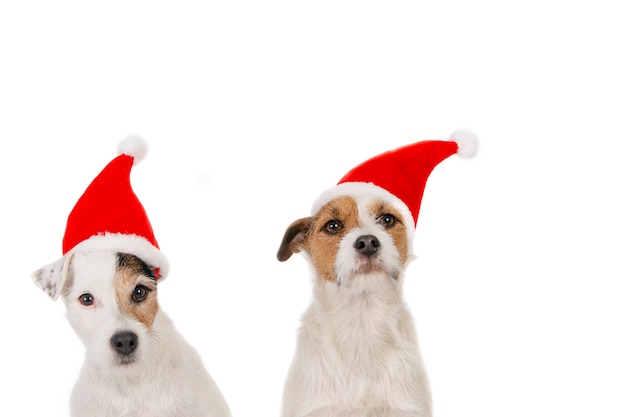 Zwei Jack Russel-Hunde mit Weihnachtsmützen, die gegen einen weißen Hintergrund sitzen.