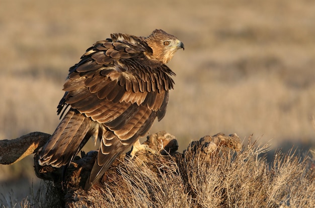 Zwei Jahre alte Frau von Bonellis Adler