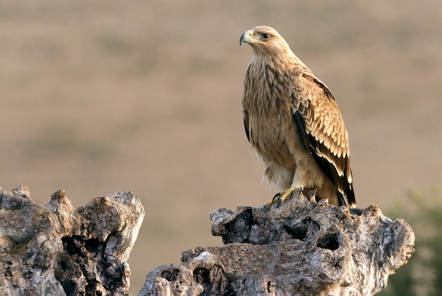 Zwei Jahre alter spanischer Kaiseradler. Aquila adalberti