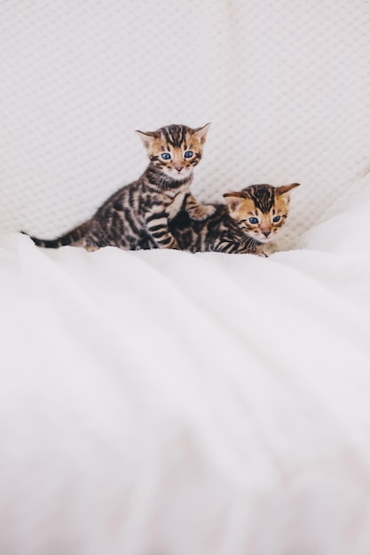 Zwei junge Bengalkatzen spielen zu Hause auf dem Bett