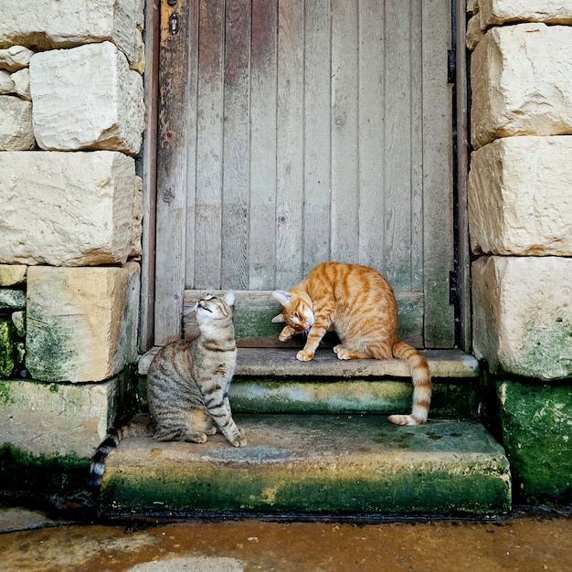 Zwei junge gestreifte Katzen, die auf der Treppe sitzen