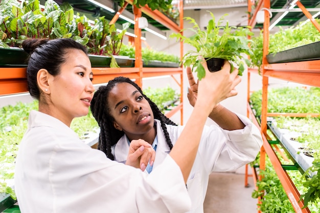 Zwei junge interkulturelle weibliche Biologen diskutieren grüne Pflanze im Blumentopf, während sie im Gewächshaus arbeiten