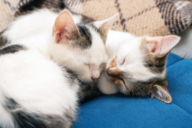 Zwei junge Katzen schlafen süß auf der Couch