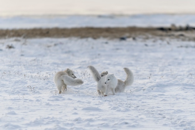 Zwei junge Polarfüchse, die in der wilden Tundra im Winter spielen.