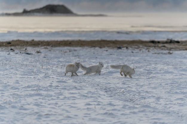 Zwei junge Polarfüchse, die in der wilden Tundra mit industriellem Hintergrund spielen.