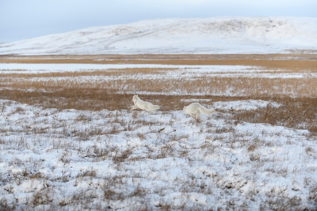 Zwei junge Polarfüchse (Vulpes Lagopus) in der wilden Tundra. Polarfuchs spielen.